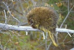 豪猪3.0最新爆料,揭秘科技巨头最新力作背后的秘密与突破